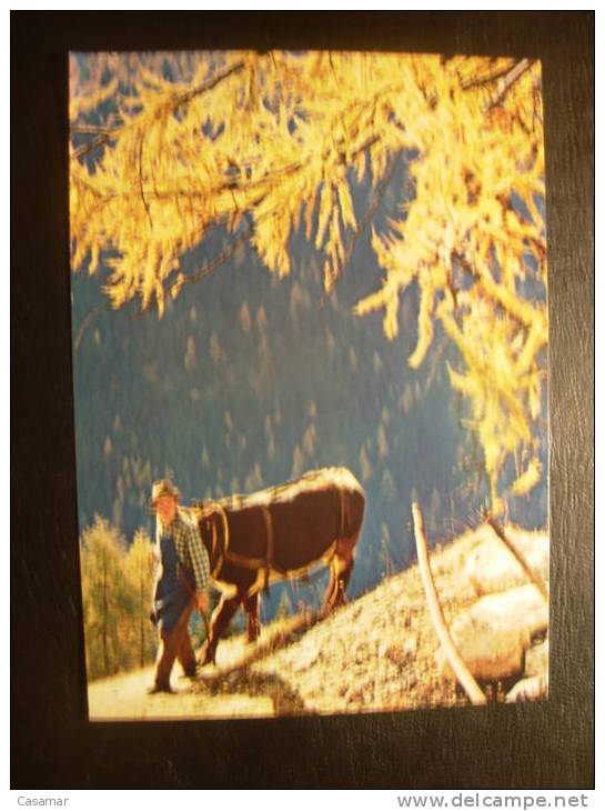 Germany Deutsche Wandern 1962  Burro Ane Donkey - Burros