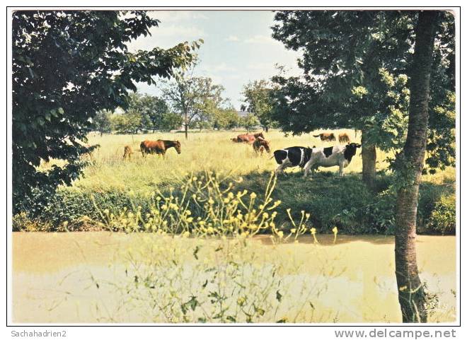 82. Cpsm. Environs De BEAUMONT-DE-LOMAGNE. Elevage De Chevaux - Beaumont De Lomagne