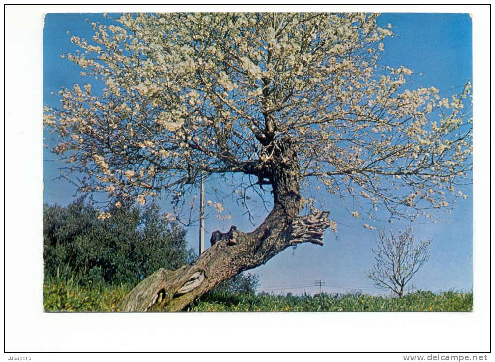 POrtugal Cor 5654 – FIGUEIRA DE CASTELO RODRIGO - AMENDOEIRAS EM FLÔR - ALMOND TREE - Guarda