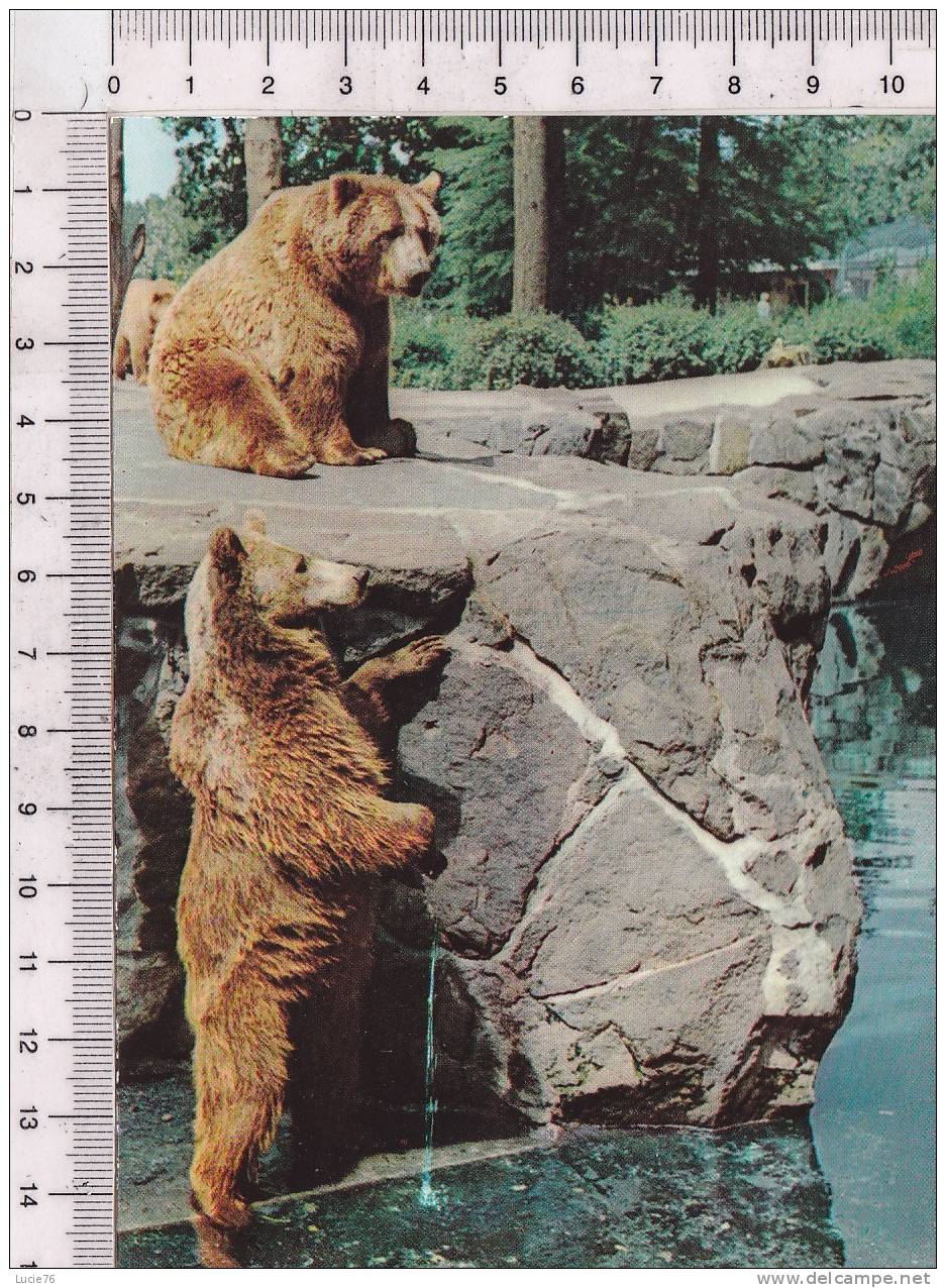 OURS - Bears