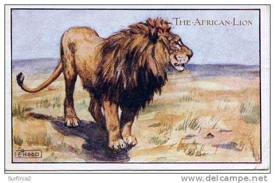 THE AFRICAN LION - ART DRAWN BY E HOOD 1946 - Lions