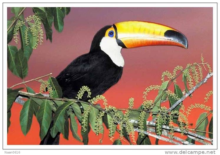 Bird Parrot   , Postal Stationery -- Articles Postaux -- Postsache F     (A11-001) - Pappagalli & Tropicali