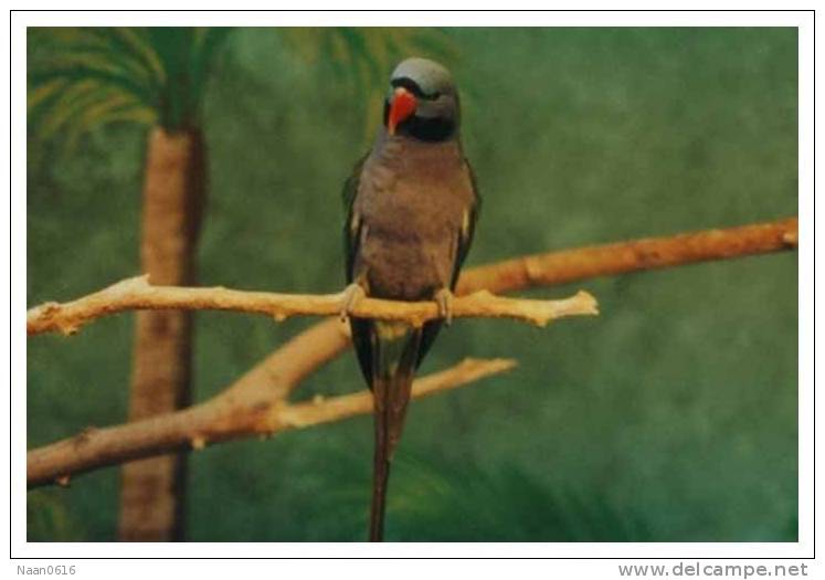 Bird Parrot   , Postal Stationery -- Articles Postaux -- Postsache F     (A11-006) - Pappagalli & Tropicali