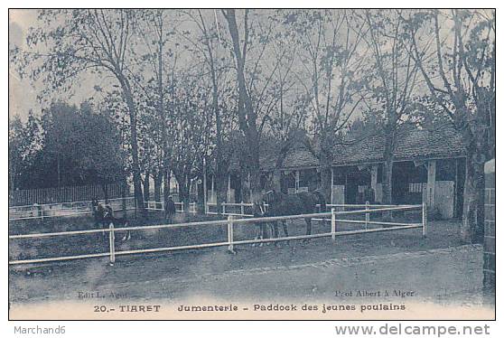 ALGERIE.TIARET.JUMENTERIE PADDOCK DES JEUNES POULAINS - Tiaret