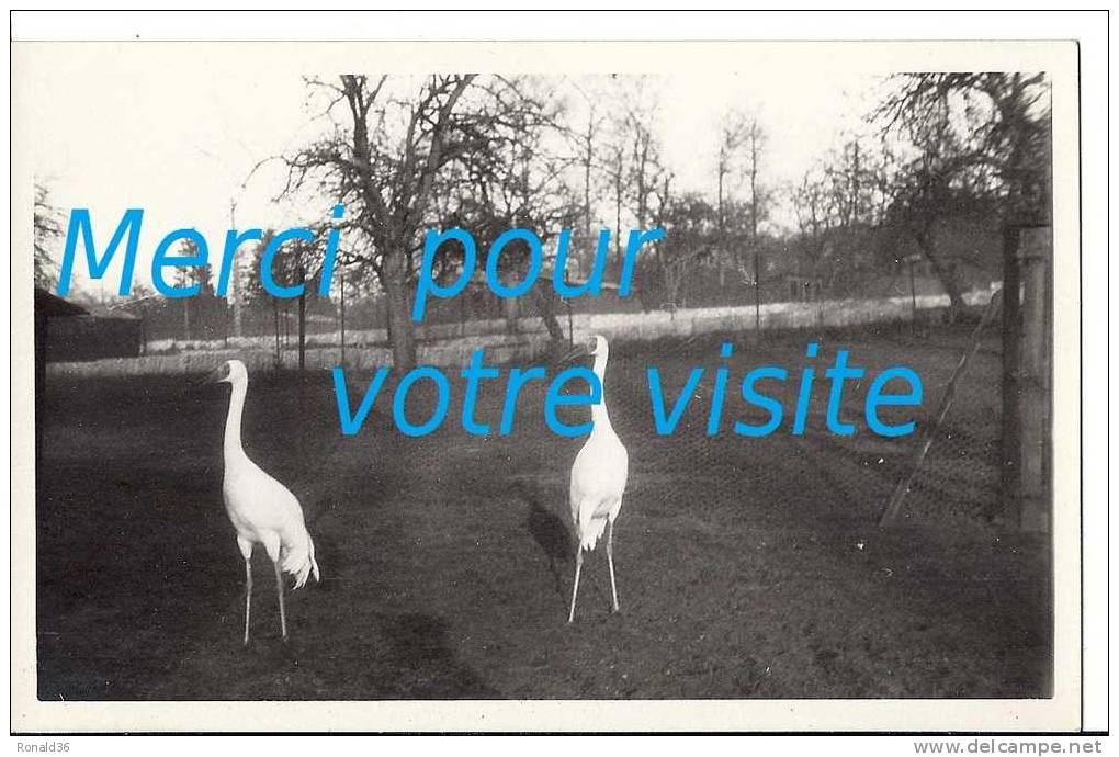 Cp 76 CLERES Vue  ( Zoo , Parc Zoologique , Forêt , Oiseaux  ) Carte Postale Photo Amateur - Clères