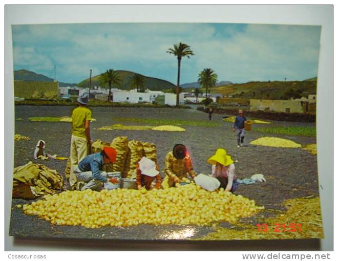 3605 CULTIVO CEBOLLAS LANZAROTE  CANARIAS CANARY ISLANDS POSTAL AÑOS 1970 MIRA OTRAS SIMILARES EN MI TIENDA - Lanzarote