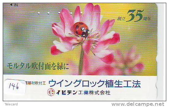 Ladybird Coccinelle Lieveheersbeestje Insect (146) - Lieveheersbeestjes