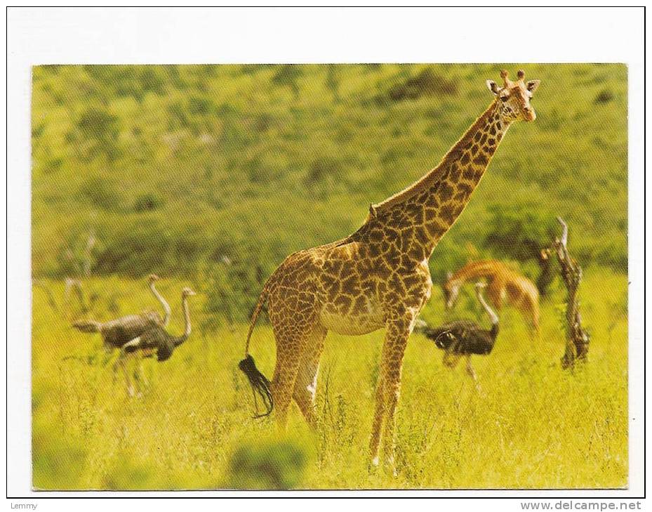 ANIMAUX - GIRAFE - GIRAFFA CAMELOPARDALIS - FLAMME RAMBOUILLET - 1989 - Giraffes