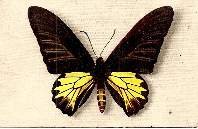 - Papillon Aecus  Kaguya - Illustrateur - Collection: Comité National De L'enfance . Carte Neuve TTB - Papillons