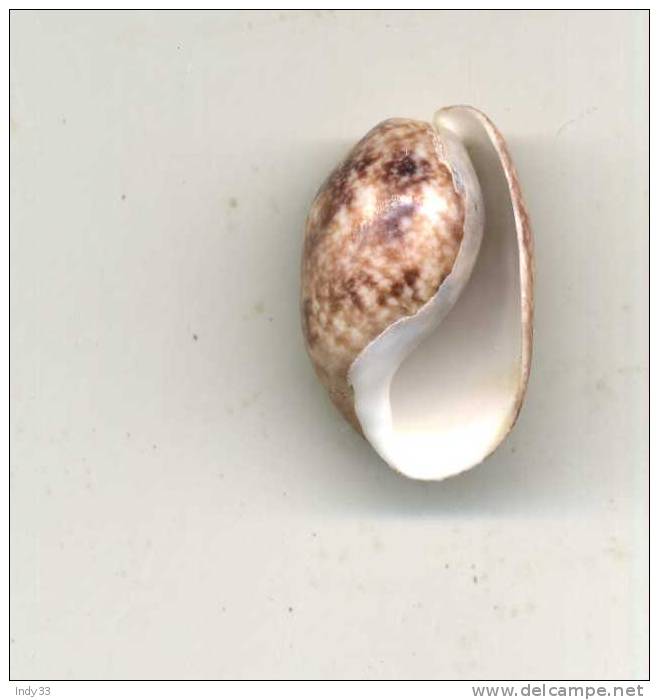 - COQUILLAGE . MARGINELLA ... ENV. 25mm - Coquillages