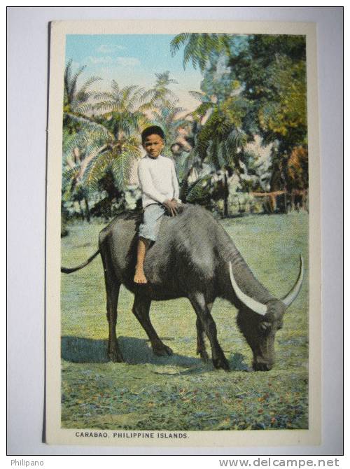 Philippines    Carabo  Boy On Ox    P.I.  Vintage Wb - Philippines
