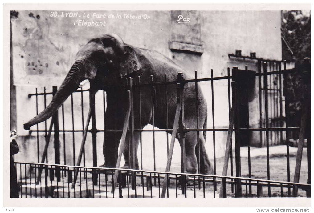 ELEPHANT.  _  LYON.  _  Le Parc De La Tete D'OR. - Éléphants