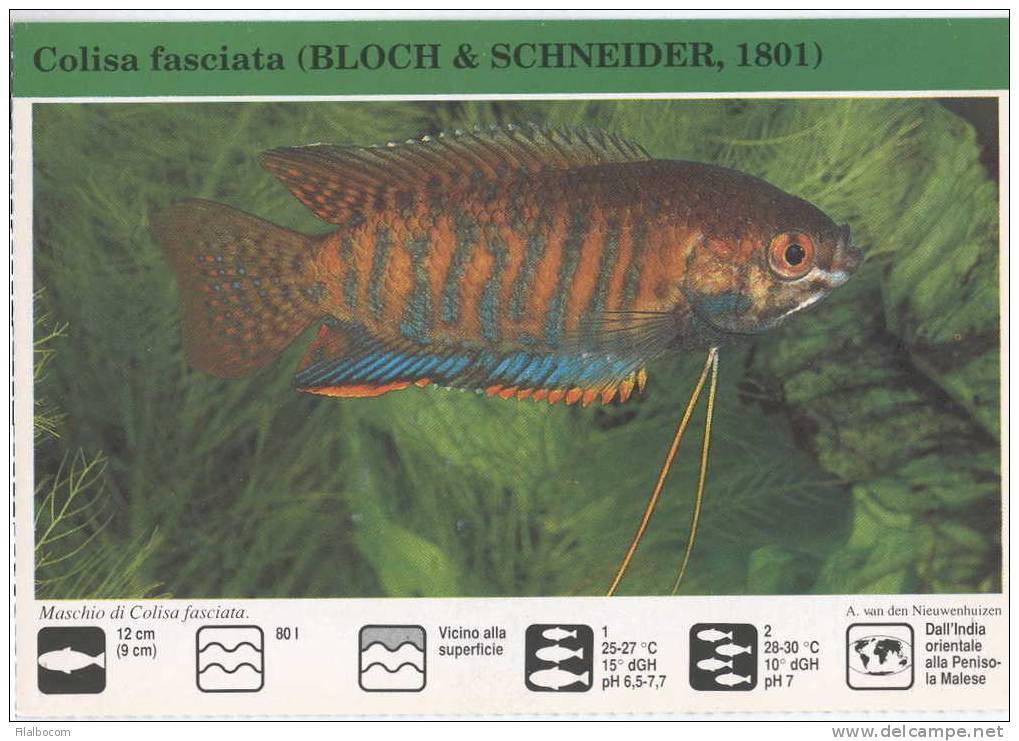 SI53D 170 Cc. SCHEDE ENCICLOPEDIA DEI PESCI DI ACQUA DOLCE EDITA DA PRIMARIS MILANO - Poissons Et Crustacés