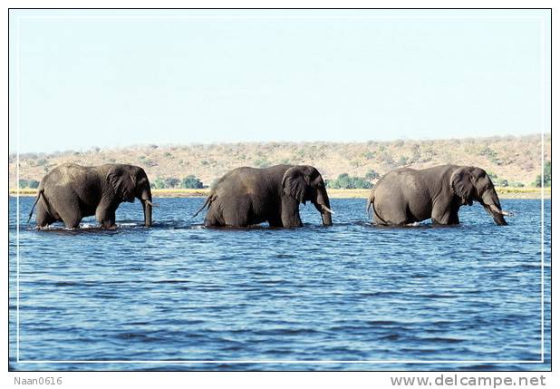 Elephant Eléphant Elefanten ,  Postal Stationery -- Articles Postaux -- Postsache F   (A24-001) - Olifanten