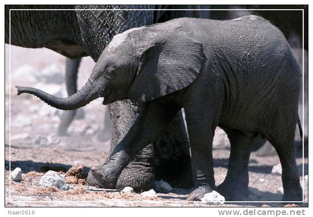 Elephant Eléphant Elefanten , Postal Stationery -- Articles Postaux -- Postsache F   (A24-009) - Eléphants