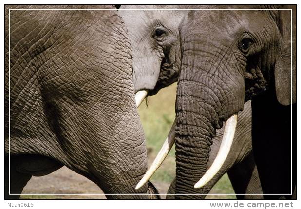 Elephant Eléphant Elefanten , Postal Stationery -- Articles Postaux -- Postsache F   (A24-017) - Elefantes