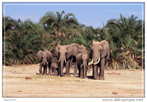 Elephant Eléphant Elefanten , Postal Stationery -- Articles Postaux -- Postsache F   (A24-018) - Olifanten