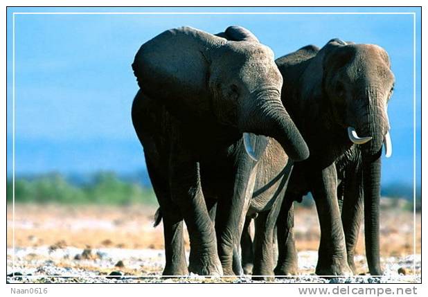 Elephant Eléphant Elefanten , Postal Stationery -- Articles Postaux -- Postsache F   (A24-022) - Olifanten