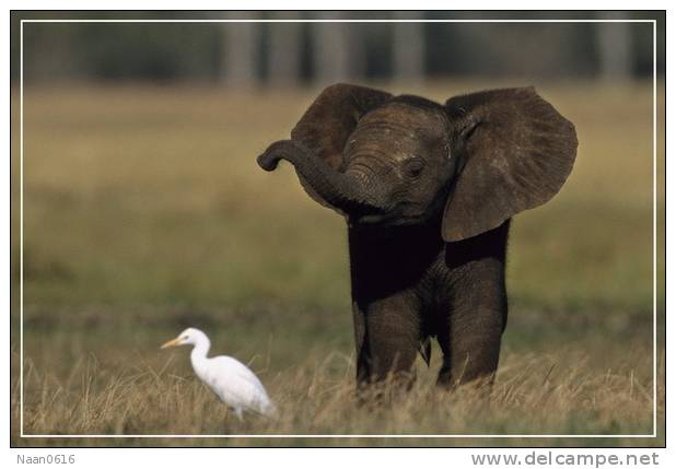 Elephant Eléphant Elefanten , Postal Stationery -- Articles Postaux -- Postsache F   (A24-028) - Olifanten