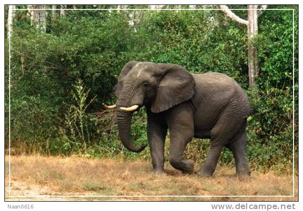 Elephant Eléphant Elefanten , Postal Stationery -- Articles Postaux -- Postsache F   (A24-029) - Eléphants