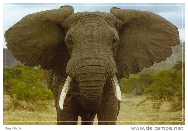 Elephant Eléphant Elefanten , Postal Stationery -- Articles Postaux -- Postsache F   (A24-032) - Eléphants