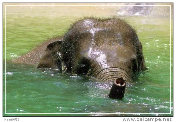 Elephant Eléphant Elefanten , Postal Stationery -- Articles Postaux -- Postsache F   (A24-037) - Eléphants