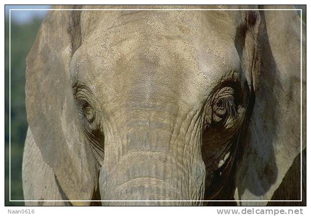 Elephant Eléphant Elefanten , Postal Stationery -- Articles Postaux -- Postsache F   (A24-038) - Eléphants