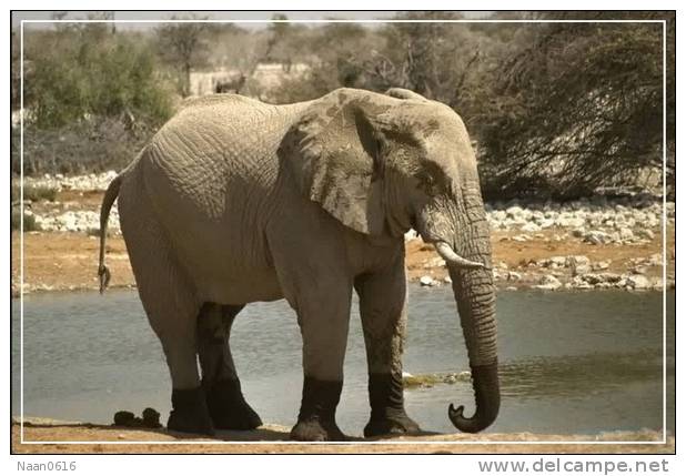 Elephant Eléphant Elefanten , Postal Stationery -- Articles Postaux -- Postsache F   (A24-041) - Elefanten