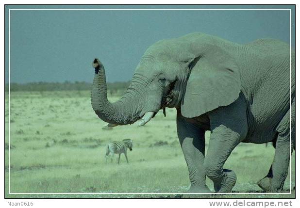 Elephant Eléphant Elefanten , Postal Stationery -- Articles Postaux -- Postsache F   (A24-042) - Elefanten