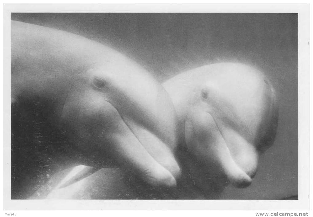 DEUX DAUPHINS MIAMI 1988 / PHOTOGRAPHE FRANCOIS LE DIASCORN / 1 - Dolfijnen