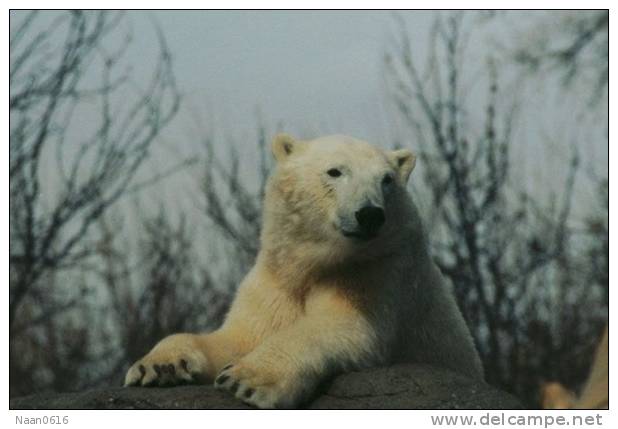 Polar Bear , Postal Stationery -- Articles Postaux -- Postsache F   (A22-007) - Orsi