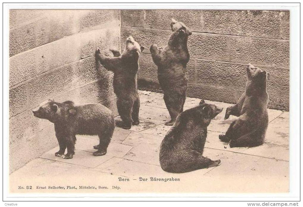 Bear,Ours,Beer - Bears,Beren - BERN. - Osos