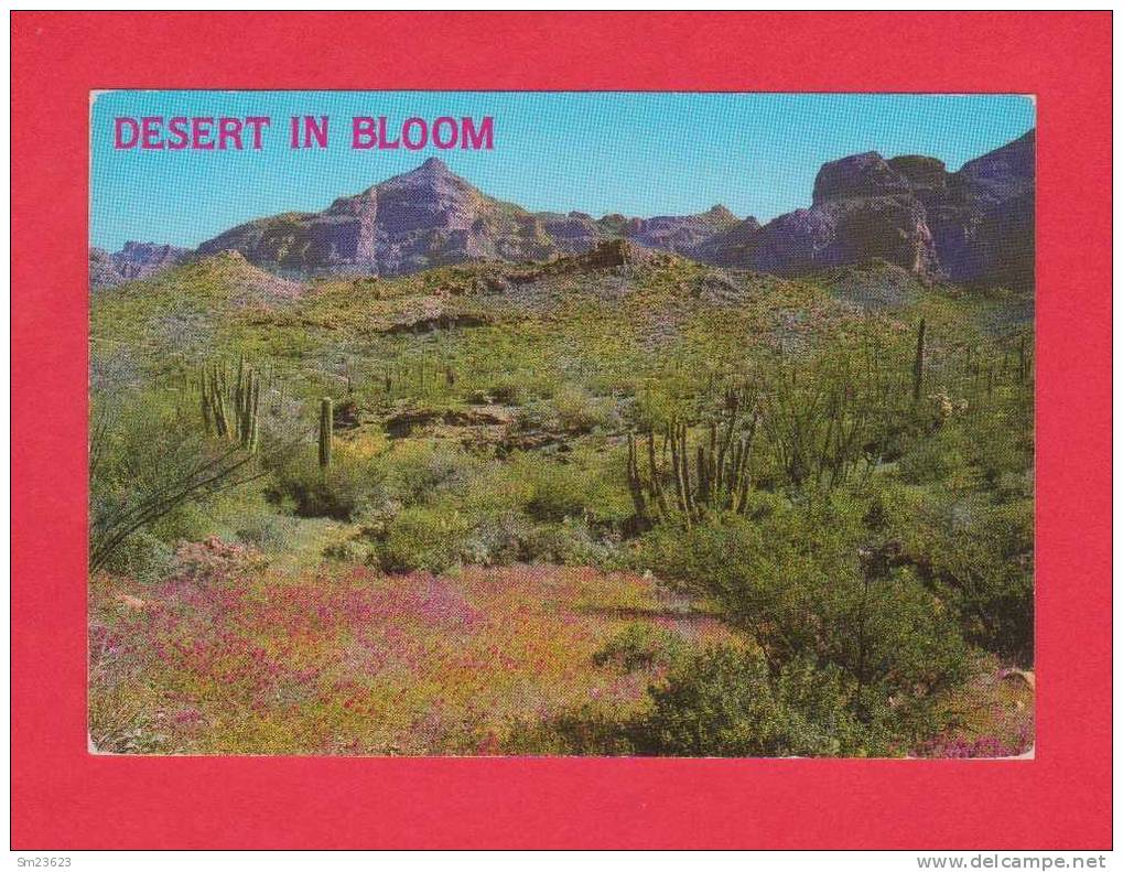 Tucson (AM95)  Owi Clover In The Southwest Desert - - Tucson