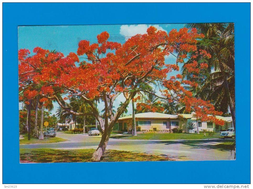 Jacksonville  (AM92) Florida´s Royal Poinciana One The Most Beautiful Flowering Trees In The World - - Jacksonville