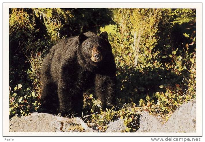 Our Noir Black Bear  From Vancouver Island British Columbia, Canada. - Ours