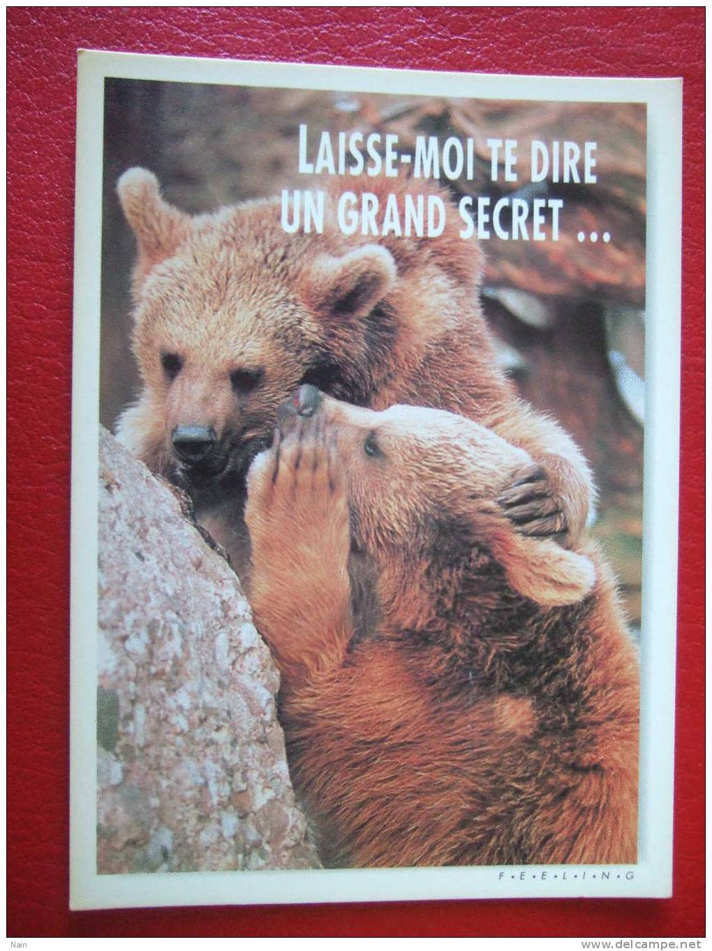 OURS - HUMOUR : LAISSE-MOI TE DIRE UN GRAND SECRET...Photo :Ifa Diaf - Ours