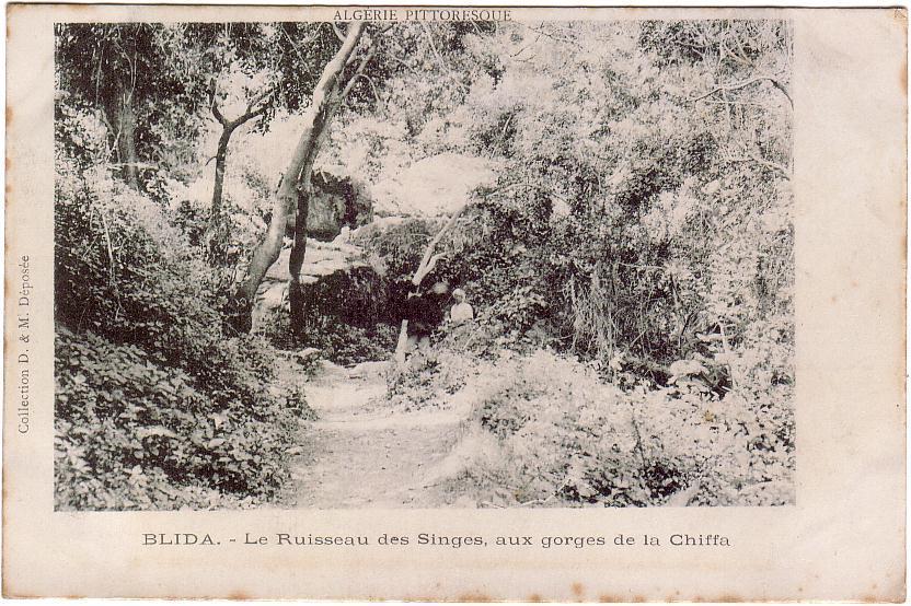 BLIDA / Le Ruisseau Des Singes, Aux Gorges De La Chiffa / Précurseur - Blida