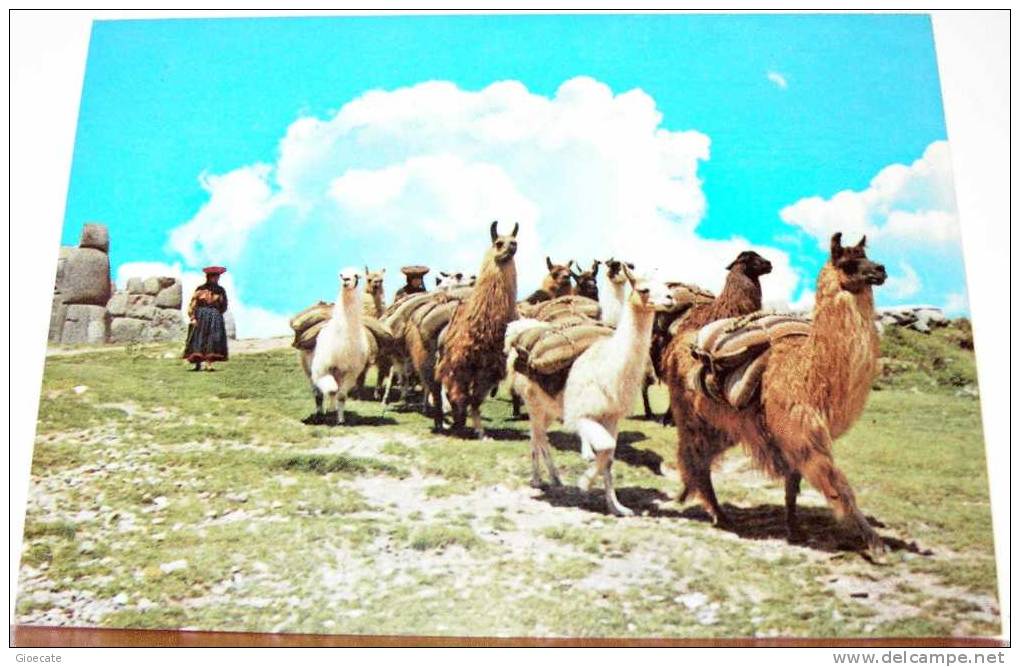 GRUPPO DE LLAMAS – CUSCO – PERU’ – VIAGGIATA 1988 – (318) - Perù