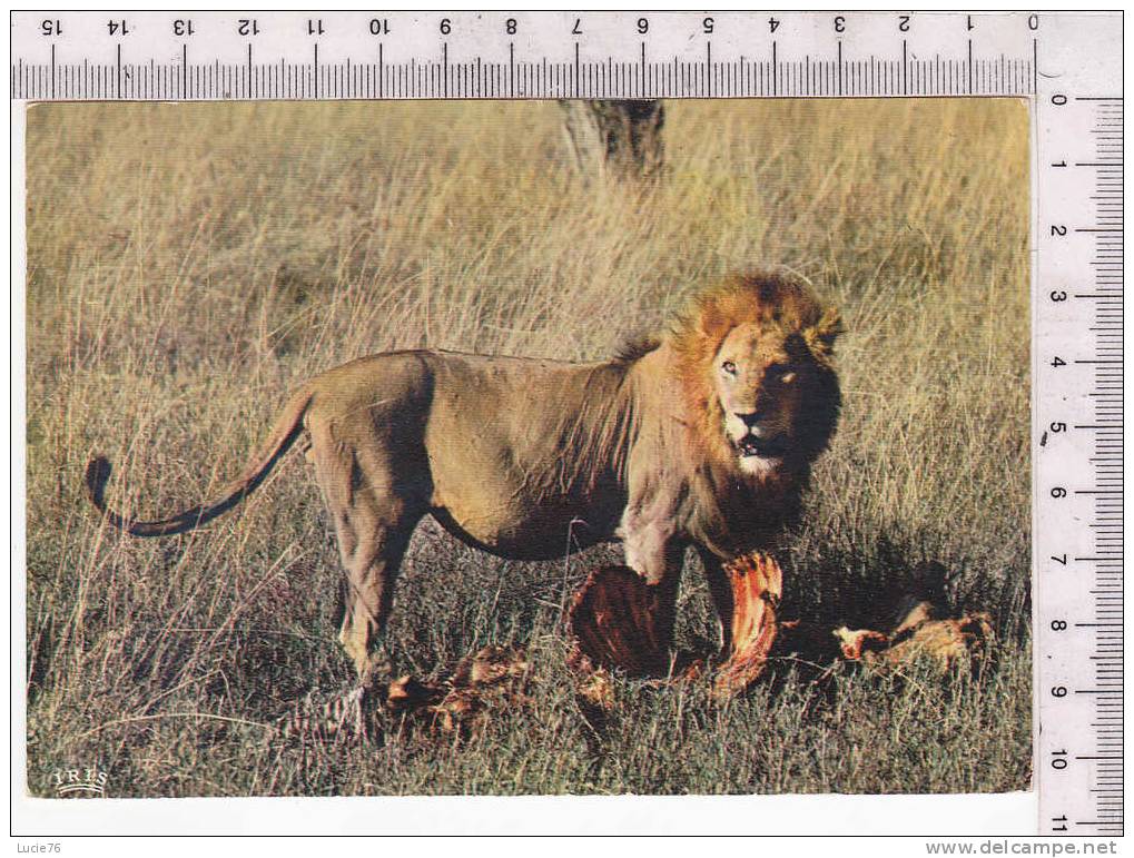 LION - Le Repas Du Lion -  Faune Africaine  - N°  5 035 - Lions