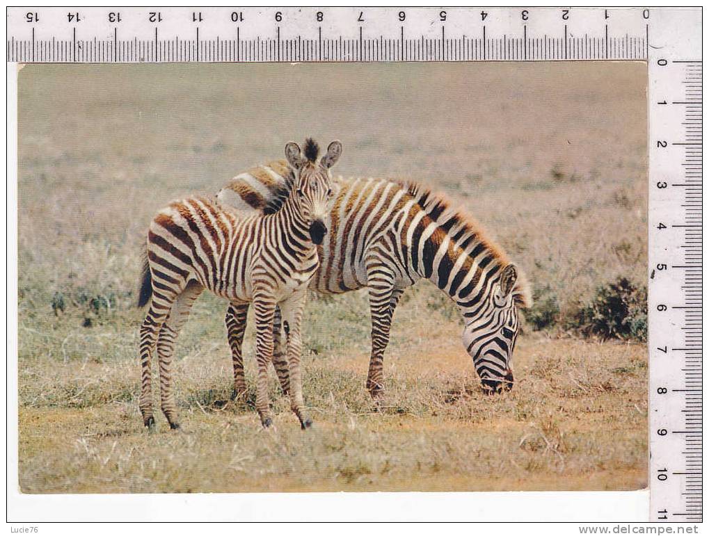 ZEBRES  -  Faune Africaine - N°   4 291 - Zebra's