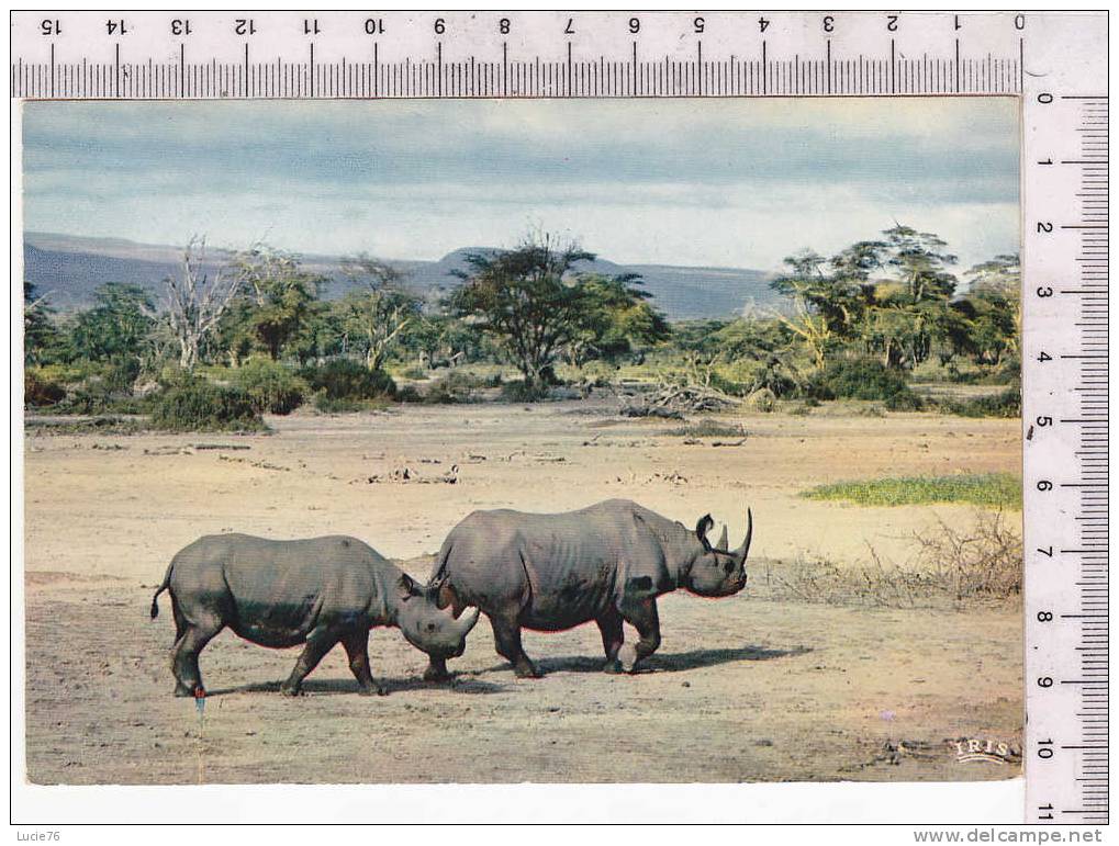 RHINOCEROS  -  Faune Africaine - N°   4 062 - Rhinoceros