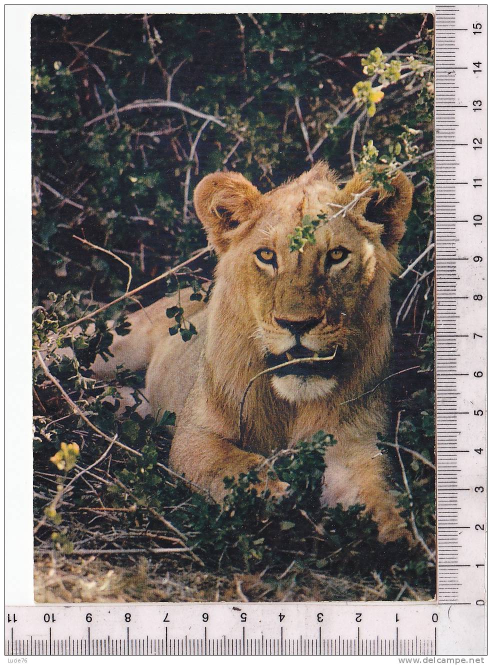 LION   -  Faune Africaine - N°   4 299 - Lions