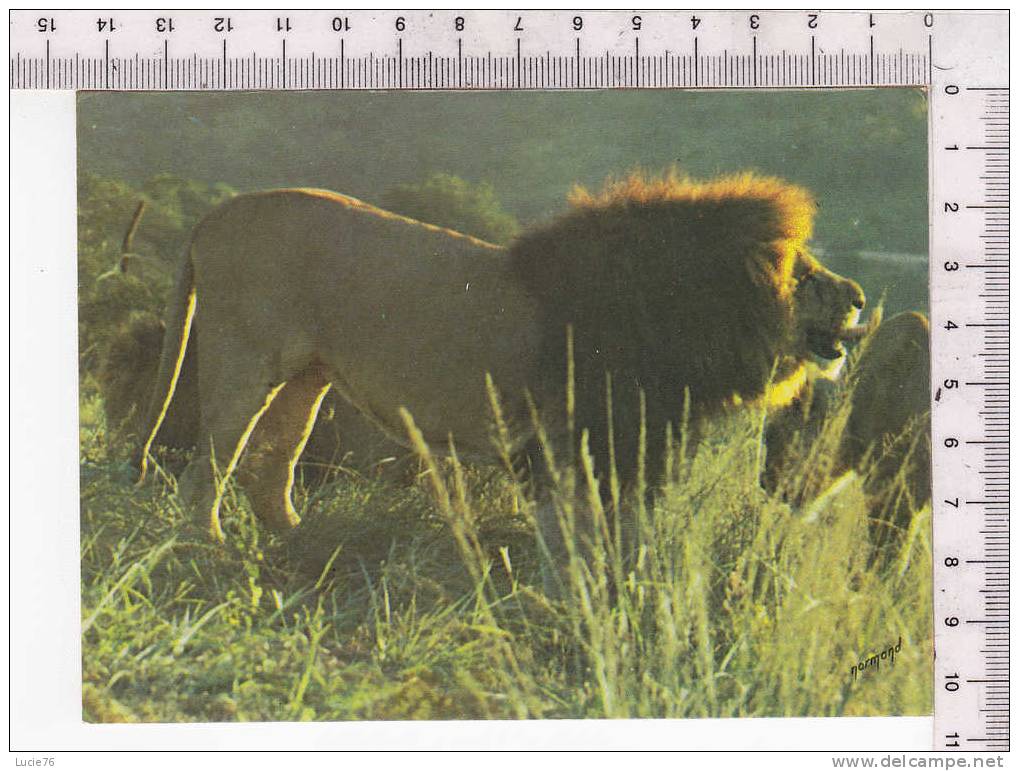 LION   -  Faune Africaine - N°   9 132 - Lions