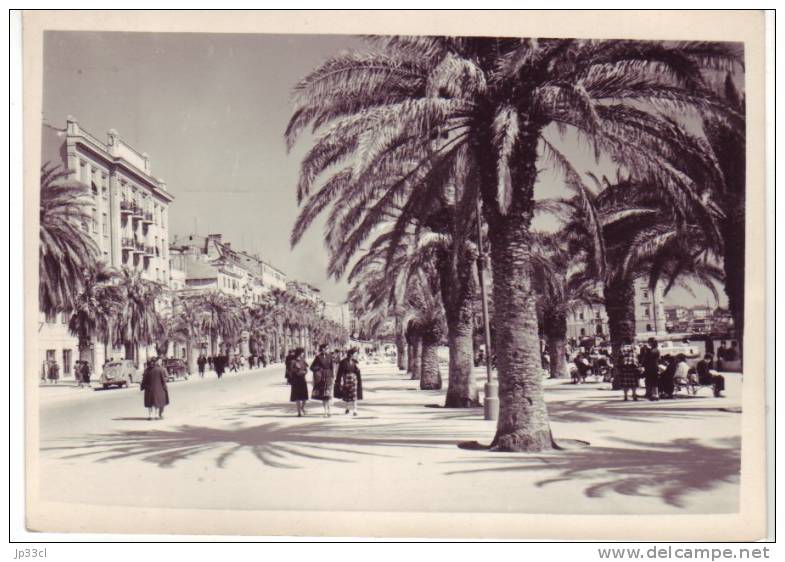 Split : Promenade Et Palmiers - Yougoslavie