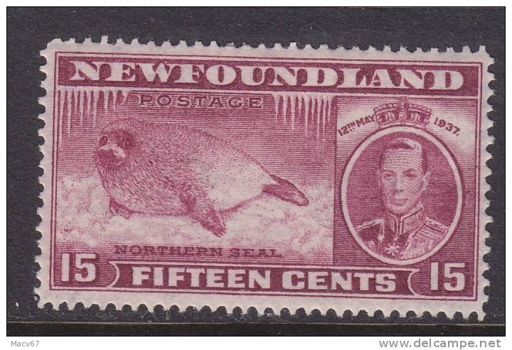 Newroundland 239  Perf 14.2   *  FAUNA  SEALIFE  SEAL - 1908-1947