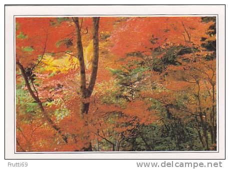 JAPAN - AK 23390 Takao - Herbstlicher Ahornwald - Autres & Non Classés
