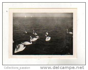Photos, Reproductions, Lac Léman - Les Cygnes Sur Le Lac - Other & Unclassified