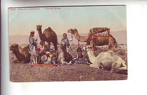 Halte De Chameliers .- A Camel Driver - Palestine