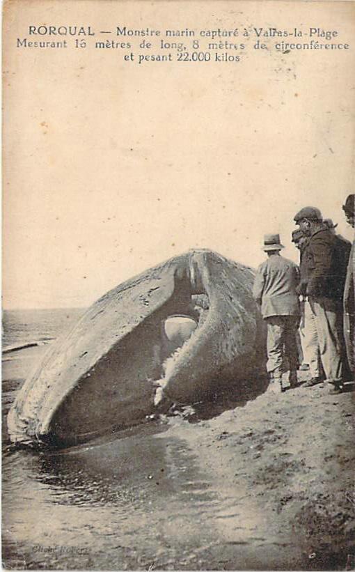 34 - Valras-Plage - Rorqual, Monstre Marin Capturé à Valras-Plage (baleine) - Autres & Non Classés