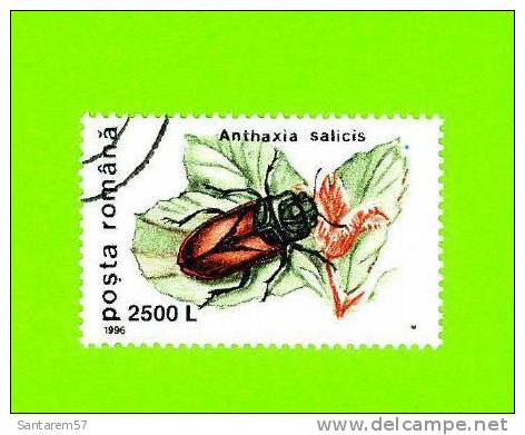 Timbre Oblitéré Used Mint Stamp Selo Carimbado Posta Romana 2500 L Anthaxia Salicis Insecte Rampant Crawling ROUMANIE - Oblitérés